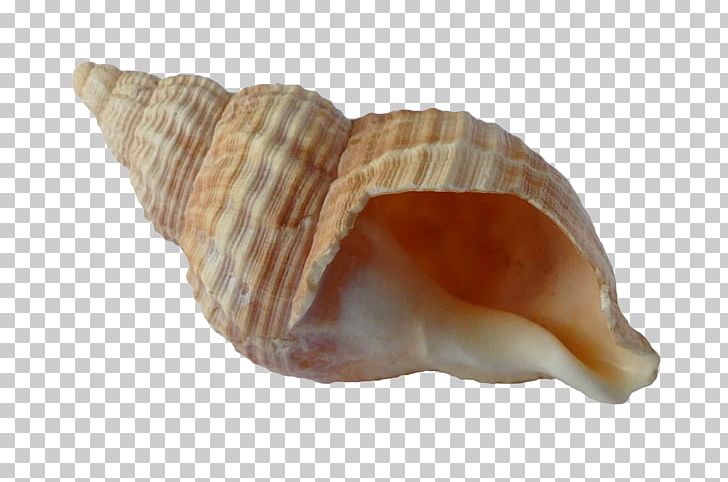 Seashell Mollusc Shell Shell Beach PNG, Clipart, Animals, Beach, Clam, Clams Oysters Mussels And Scallops, Cockle Free PNG Download