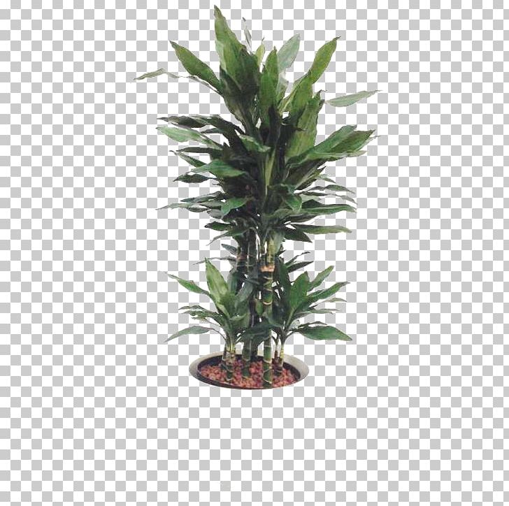 Tree Flowerpot Houseplant Yucca PNG, Clipart, Albizia Julibrissin ...