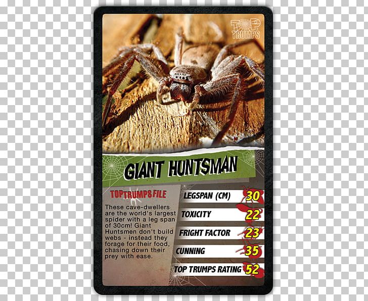 Crab Spiders Australia Invertebrate Huntsman Spider PNG, Clipart, Animal, Australia, Fauna, Giant Huntsman Spider, Hairy Tarantula Free PNG Download