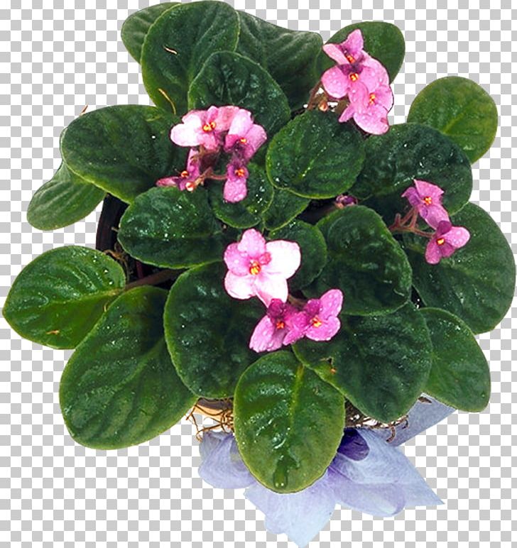 Flowerpot Violet Annual Plant Herbaceous Plant PNG, Clipart, Annual Plant, Bonsai, Family, Flower, Flowering Plant Free PNG Download