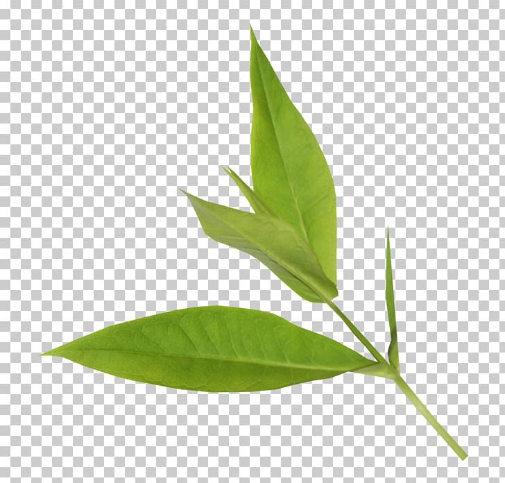 Leaf Desktop PNG, Clipart, Desktop Wallpaper, Green Leaf, Leaf, Leaflet, Leaf Vegetable Free PNG Download