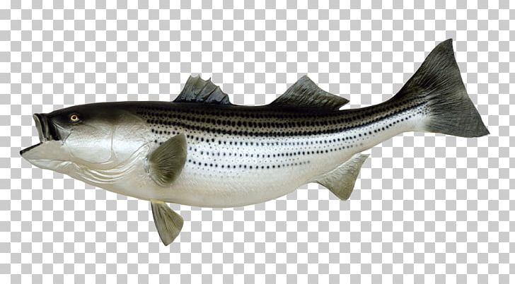 Fishing Fish As Food PNG, Clipart, Animals, Barramundi, Bass, Bass Fishing, Bony Fish Free PNG Download