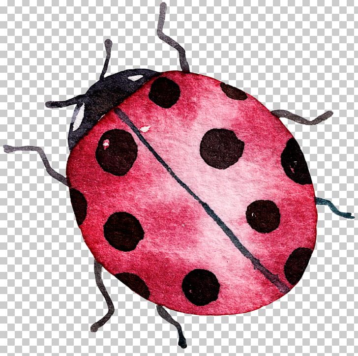 Insect Coccinella Septempunctata Ladybird PNG, Clipart, Beneficial Insects, Cartoon, Cartoon Ladybug, Cmyk Color Model, Cute Ladybug Free PNG Download