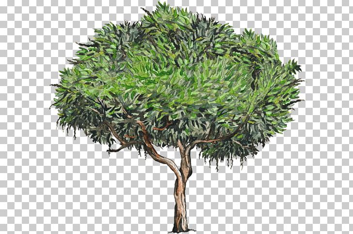 Quercus Suber Tree Plant Stock Photography White PNG, Clipart, Branch, Cutout Animation, Deciduous, Evergreen, Flowerpot Free PNG Download