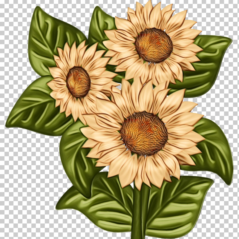 Floral Design PNG, Clipart, Biology, Common Daisy, Cut Flowers, Daisy Family, Floral Design Free PNG Download