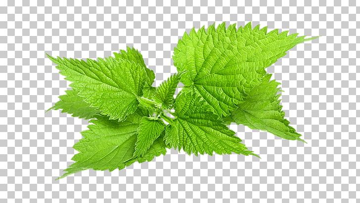 Common Nettle Stock Photography Plant Herb PNG, Clipart, Can Stock Photo, Common Nettle, Depositphotos, Dioecy, Herb Free PNG Download