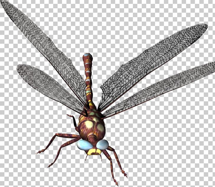 Dragonfly PNG, Clipart, Arthropod, Computer Icons, Download, Dragon Flies, Dragonflies And Damseflies Free PNG Download