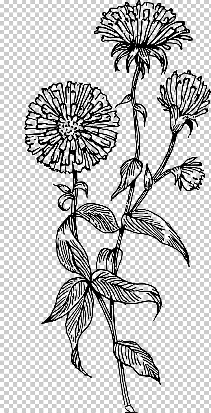 Aster Flower Drawing PNG, Clipart, Art, Artwork, Black And White, Branch, Chrysanths Free PNG Download