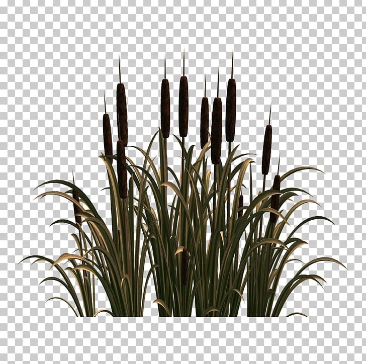 Scirpus Common Reed Flower PNG, Clipart, Aquatic Plants, Bulrush, Flowerpot, Grass, Grasses Free PNG Download