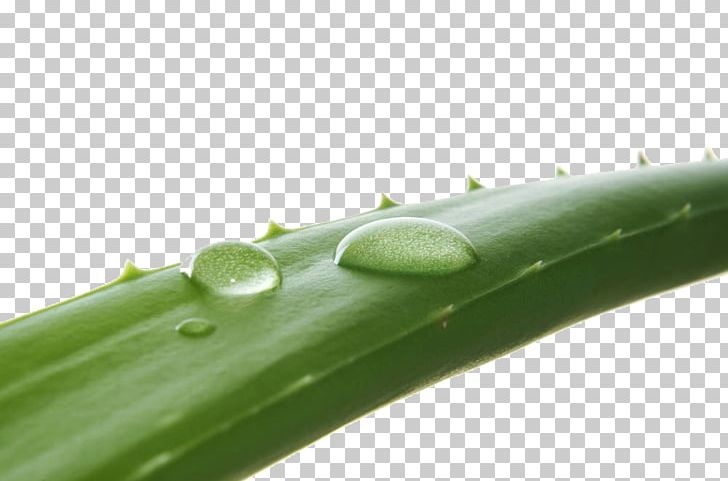 Aloe Vera Stock Photography PNG, Clipart, Acne, Aloe, Aloe Plant, Aloe Vera Crush, Aloe Vera Gel Free PNG Download