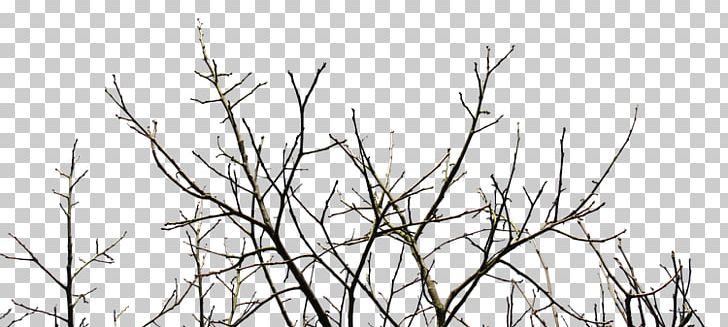 Pruning Tree Branch 나무예찬 PHP-FPM PNG, Clipart, Black And White, Branch, Flora, Grass, Grass Family Free PNG Download