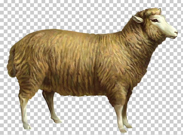 Sheep Goat PNG, Clipart, Animals, Animation, Argali, Cow Goat Family, Download Free PNG Download