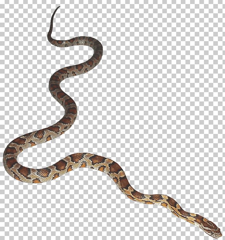Snake Animation Desktop PNG, Clipart, Animation, Boa Constrictor, Boas, Cartoon, Colubridae Free PNG Download