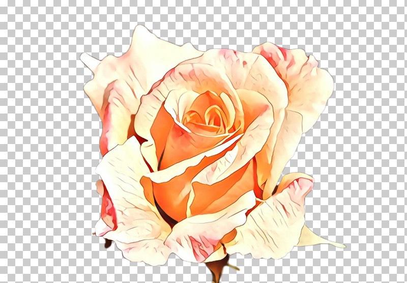 Garden Roses PNG, Clipart, Floribunda, Flower, Garden Roses, Hybrid Tea Rose, Orange Free PNG Download
