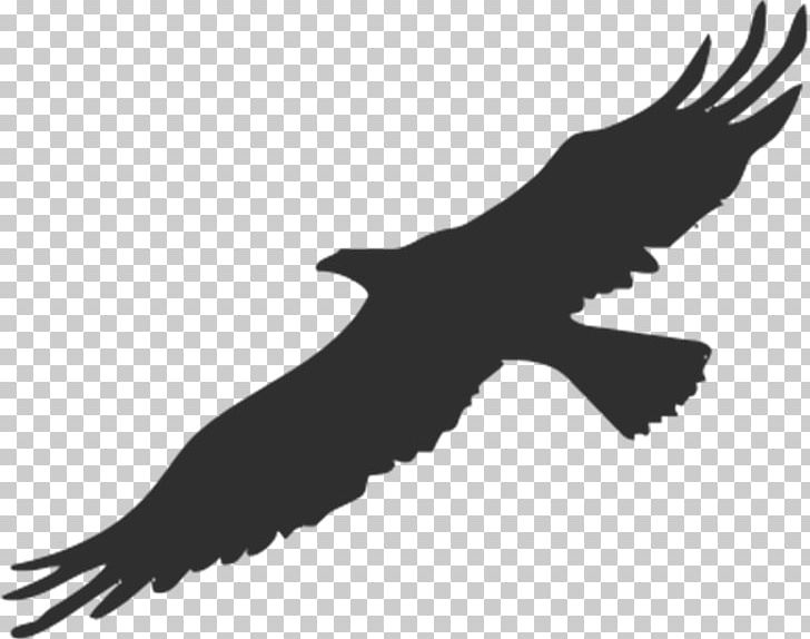 Bird Bald Eagle Silhouette PNG, Clipart, Accipitriformes, American Eagle, Animals, Bald Eagle, Beak Free PNG Download