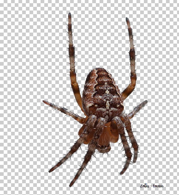 European Garden Spider Barn Spider Wolf Spider Insect PNG, Clipart, 3d Animation, Angulate Orbweavers, Animal, Animation, Anime Character Free PNG Download