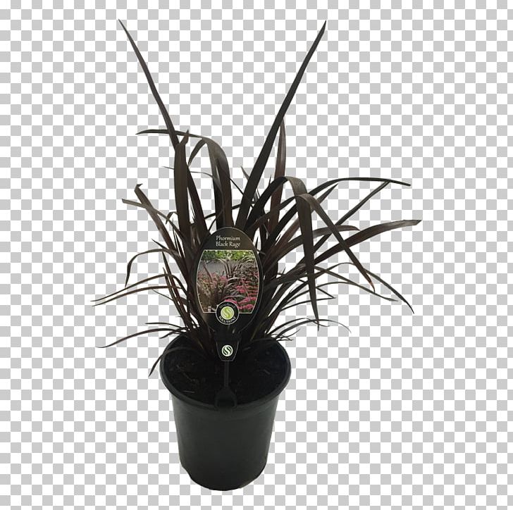 Flowerpot Citroën Cactus M Houseplant PNG, Clipart, Cactus, Flax Flower, Flower, Flowering Plant, Flowerpot Free PNG Download