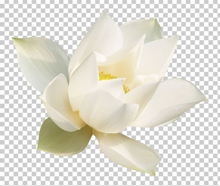 Nelumbonaceae Qigong Magnolia Neoprene DuPont PNG, Clipart, Breathing, Dupont, Flower, Flowering Plant, Gardenia Free PNG Download