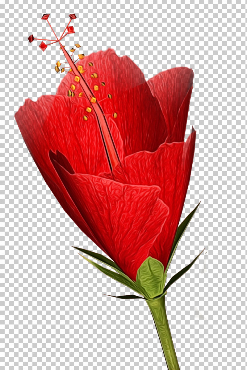 Flower Red Plant Petal Coquelicot PNG, Clipart, Anthurium, Coquelicot, Cut Flowers, Flower, Paint Free PNG Download