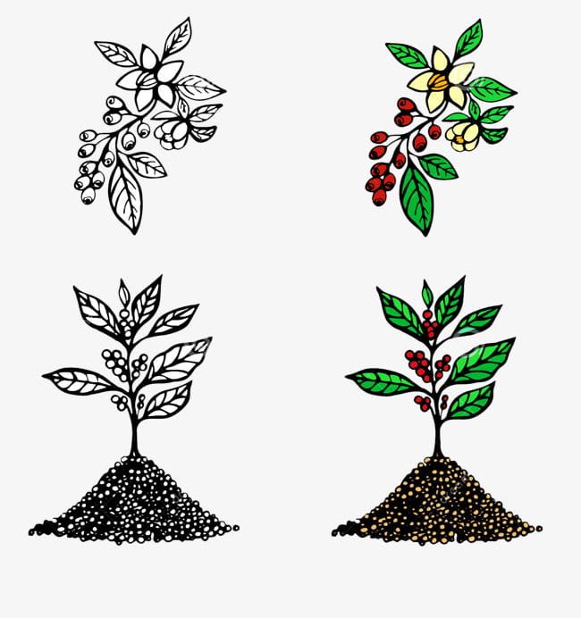 Cartoon Coffee Tree Seconds Material PNG, Clipart, Cartoon, Cartoon Tree, Cartoon Vector, Coffee, Coffee Tree Free PNG Download