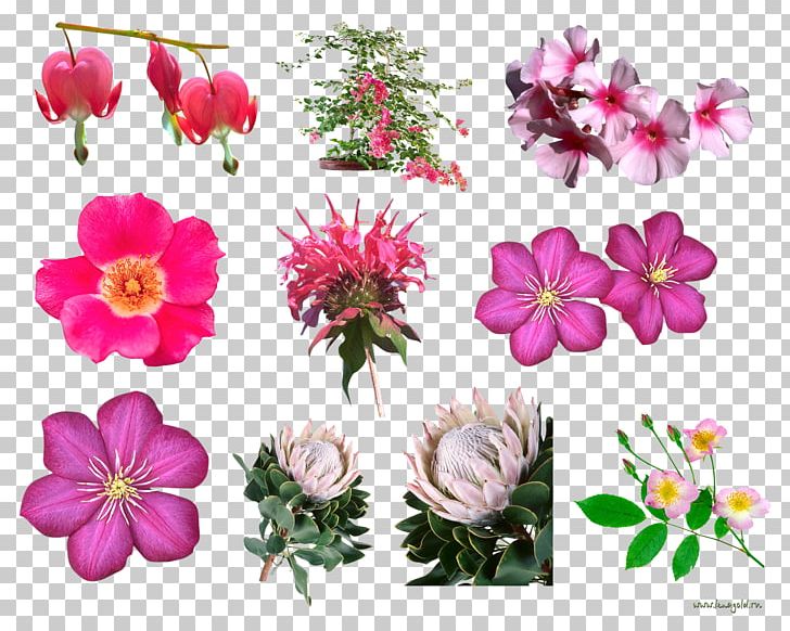 Flower Floral Design PNG, Clipart, Annual Plant, Blush Floral, Cut Flowers, Flora, Floral Design Free PNG Download