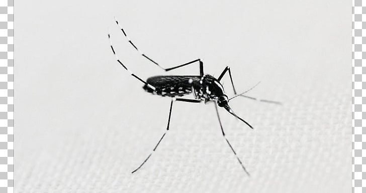 Mosquito Insect White PNG, Clipart, Arthropod, Black And White, Dengue Fever, Fly, Insect Free PNG Download