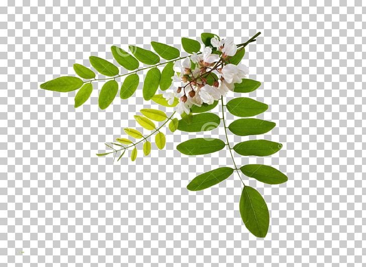 Persian Silk Tree Flower Stock Photography Black Locust Leaf PNG, Clipart, Acacia, Alamy, Black Locust, Branch, Flower Free PNG Download