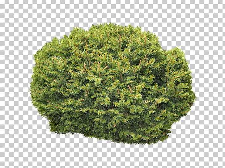 Spruce Shrubland Vegetation Biome PNG, Clipart, Biome, Conifer, Evergreen, Fir, Grass Free PNG Download