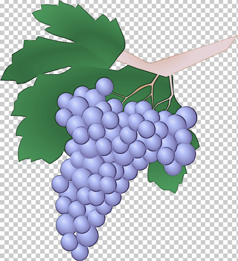 Grape Grape Leaves Seedless Fruit Grapevine Family Vitis PNG, Clipart, Berry, Fruit, Grape, Grape Leaves, Grapevine Family Free PNG Download