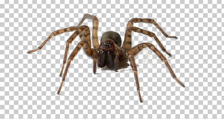 House Spider Pest Control Tegenaria Domestica PNG, Clipart, Arachnid, Araneus, Araneus Cavaticus, Bed Bug, Cockroach Free PNG Download
