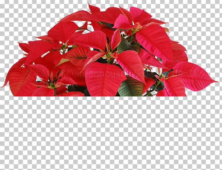 Mexico Poinsettia Plant Petal Chamaedorea Elegans PNG, Clipart, Annual Plant, Arecaceae, Avocado, Chamaedorea, Chamaedorea Elegans Free PNG Download