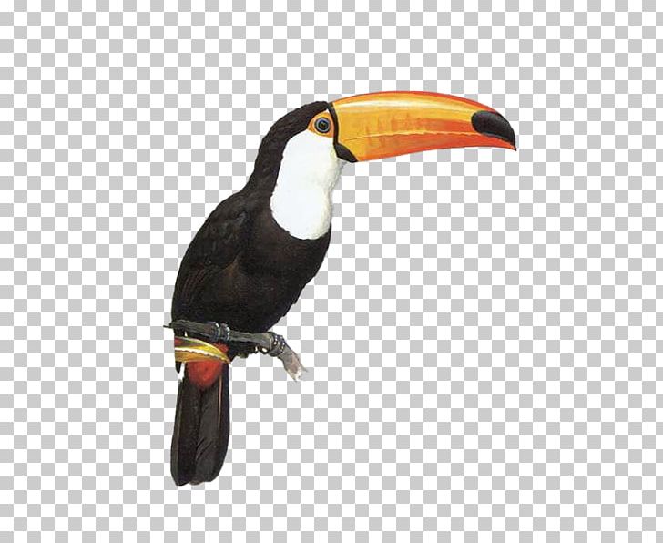 Toucan Parrot Bird PNG, Clipart, Animal, Animals, Animation, Beak, Bird Free PNG Download