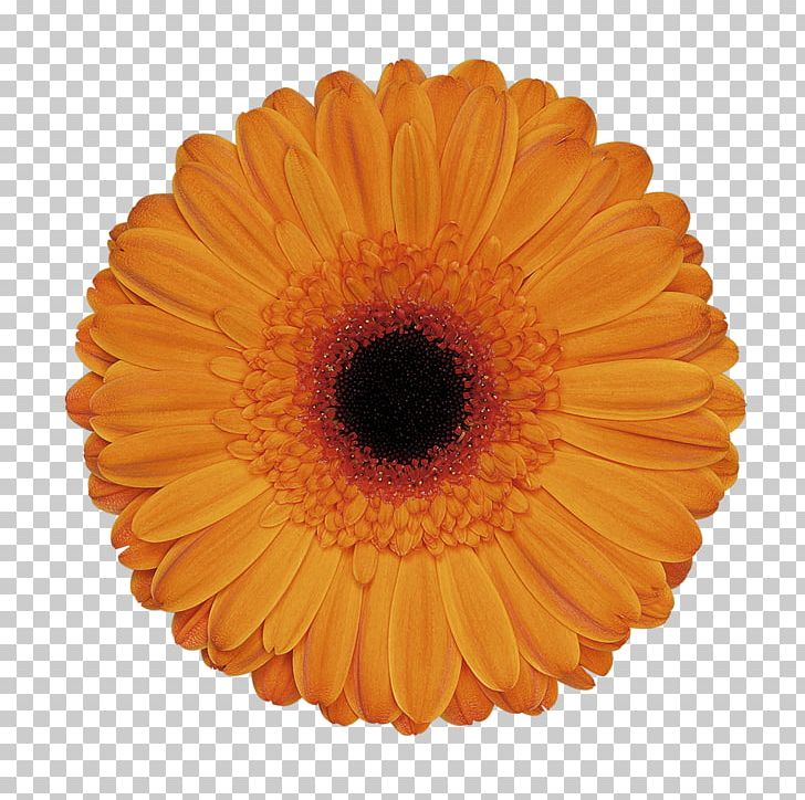 Transvaal Daisy Cut Flowers Party Floristry PNG, Clipart, Alex, Birthday, Calendula, Clothing Accessories, Costume Free PNG Download