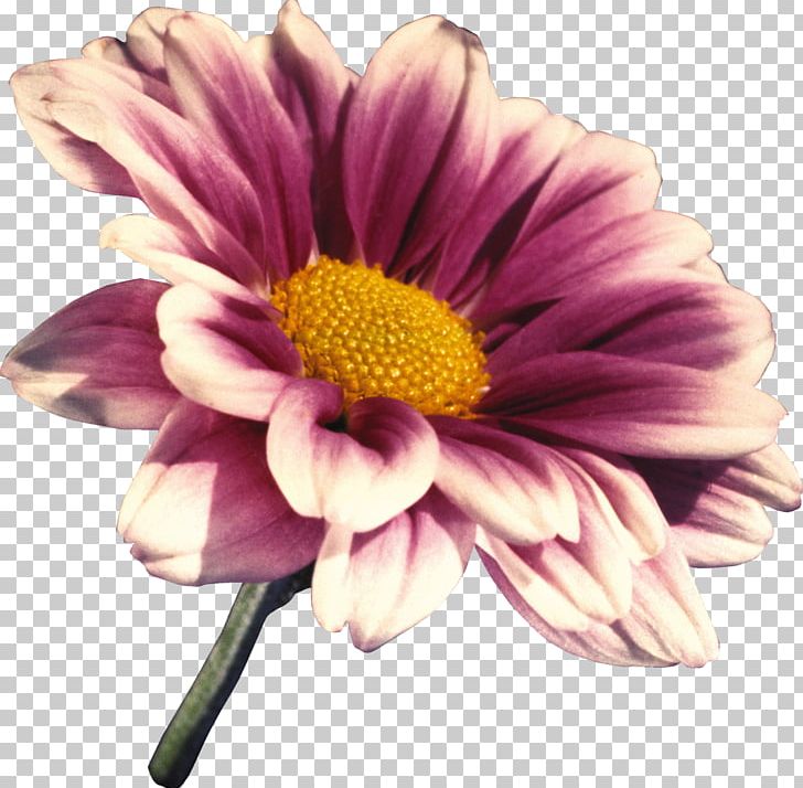 Flower Transvaal Daisy PNG, Clipart, Annual Plant, Chrysanths, Cut Flowers, Dahlia, Daisy Free PNG Download