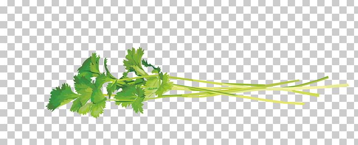 Coriander Leaves PNG, Clipart, Banana Leaves, Branch, Cartoon, Computer Icons, Computer Wallpaper Free PNG Download