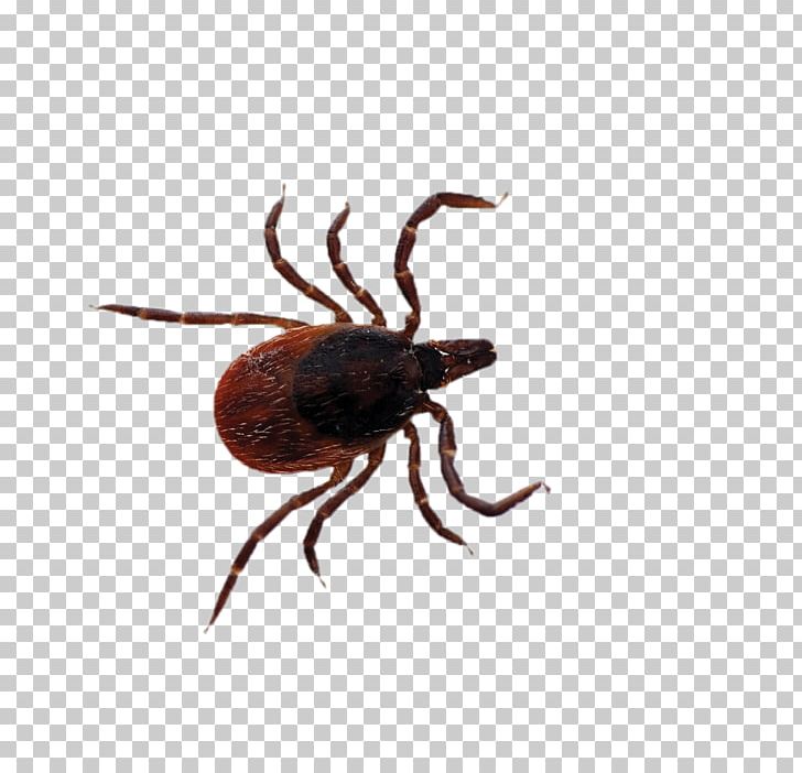 Deer Tick Lyme Disease Tick-borne Disease PNG, Clipart, Argasidae, Arthropod, Babesiosis, Beetle, Disease Free PNG Download