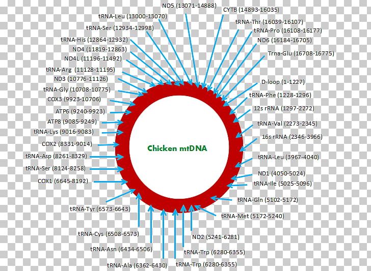 Mitochondrial DNA Asil Chicken Whole Genome Sequencing PNG, Clipart, Area, Asil Chicken, Brand, Breed, Chicken Free PNG Download