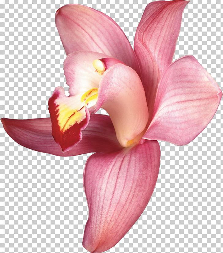 Orchids PNG, Clipart, Animation, Canna Lily, Cut Flowers, Digital Image, Flower Free PNG Download