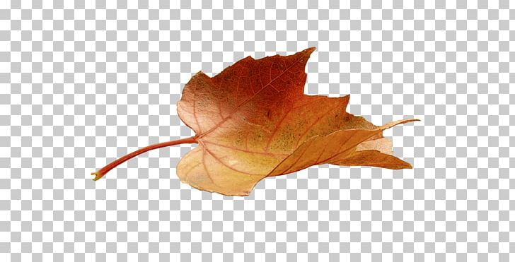 Maple Leaf Autumn Leaf Color Leaf Painting PNG, Clipart, Art, Autumn, Autumn Leaf Color, Breathing, Deciduous Free PNG Download