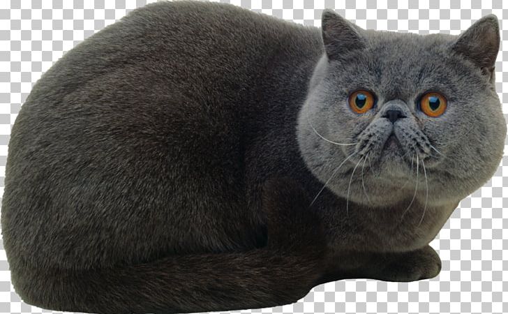 Kitten Black Cat Cuteness Tabby Cat PNG, Clipart, Animals, Asian, Breed, British Shorthair, Carnivoran Free PNG Download