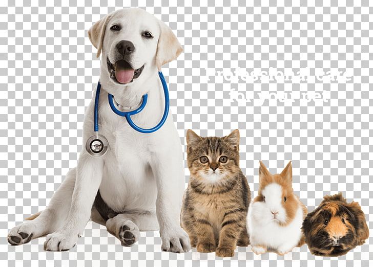 Labrador Retriever Puppy Pet Sitting Veterinarian PNG, Clipart, Animals, Carnivoran, Cat Like Mammal, Companion Dog, Dog Breed Free PNG Download