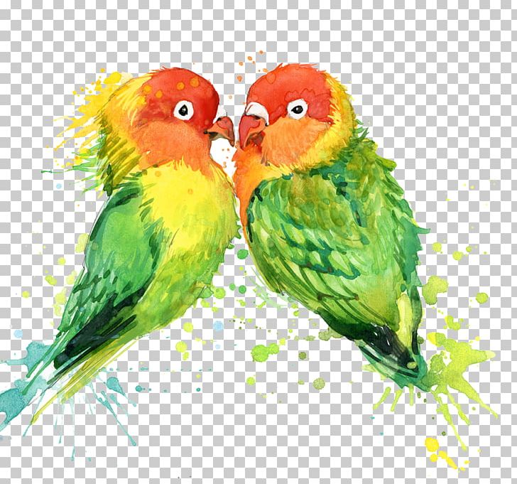 Lovebird Parrot T-shirt Watercolor Painting PNG, Clipart, Animals, Bird, Color, Common Pet Parakeet, Fauna Free PNG Download
