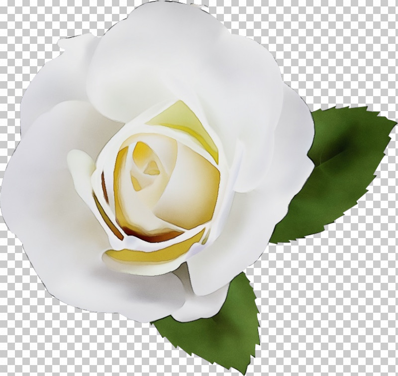 Garden Roses PNG, Clipart, Cut Flowers, Floribunda, Flower, Gardenia, Garden Roses Free PNG Download