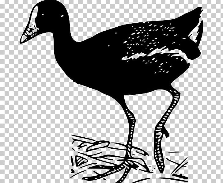 Bird PNG, Clipart, Animals, Beak, Bird, Black And White, Chicken Free PNG Download