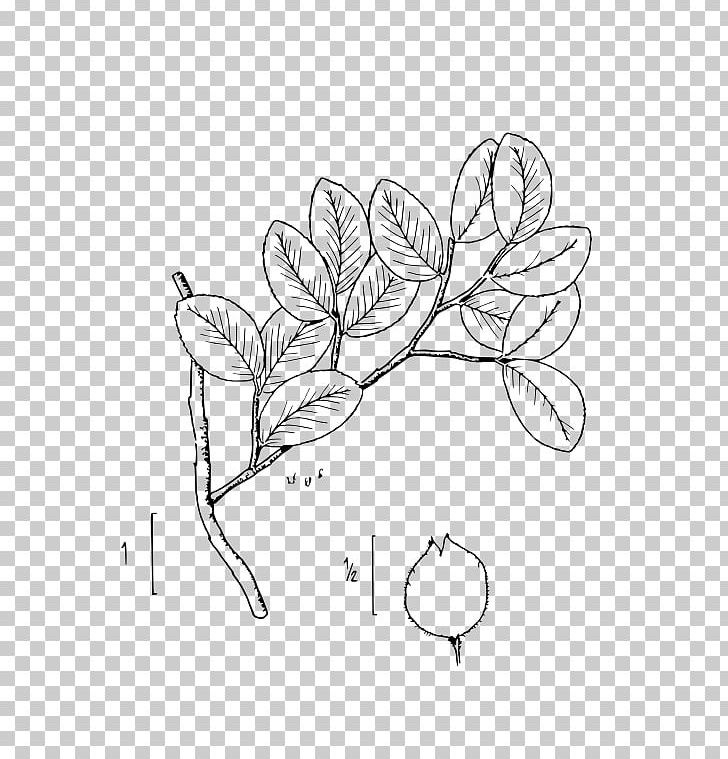 Floral Design Ulmus Crassifolia Plant Shrub PNG, Clipart, Area, Art, Artwork, Azalea, Black And White Free PNG Download