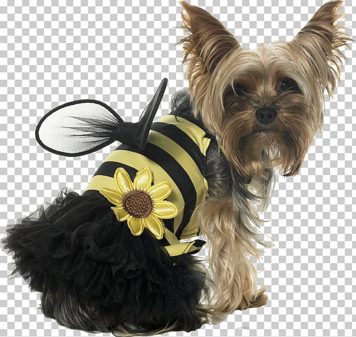 Puppy Cat Papillon Dog Halloween Costume PNG, Clipart, Animals, Bee, Carnivoran, Companion Dog, Costume Party Free PNG Download