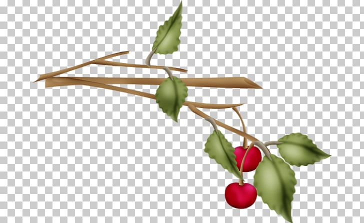 Sweet Cherry Cerasus Rose Hip Jus De Cerise PNG, Clipart, Auglis, Berry, Branch, Cerasus, Cherry Free PNG Download