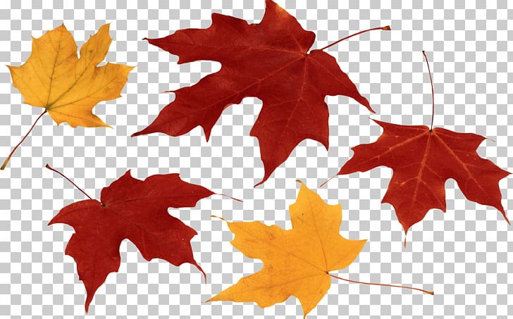 Autumn Leaf Color PNG, Clipart, Autumn, Autumn Leaf Color, Computer Icons, Display Resolution, Download Free PNG Download