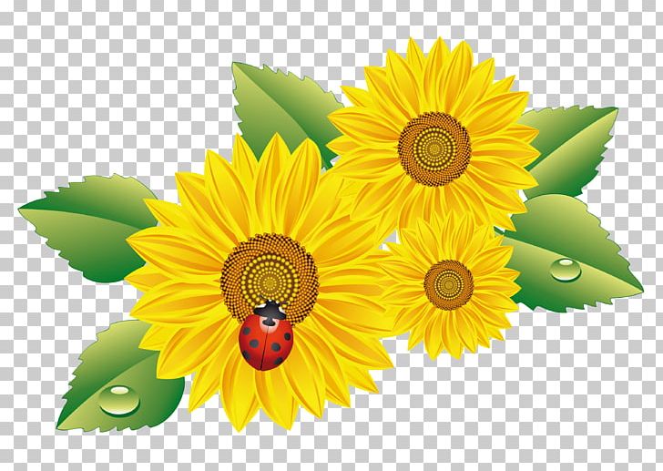 Common Sunflower Desktop GIF No PNG, Clipart, Aquarelle, Blog, Common Sunflower, Computer Icons, Cut Flowers Free PNG Download