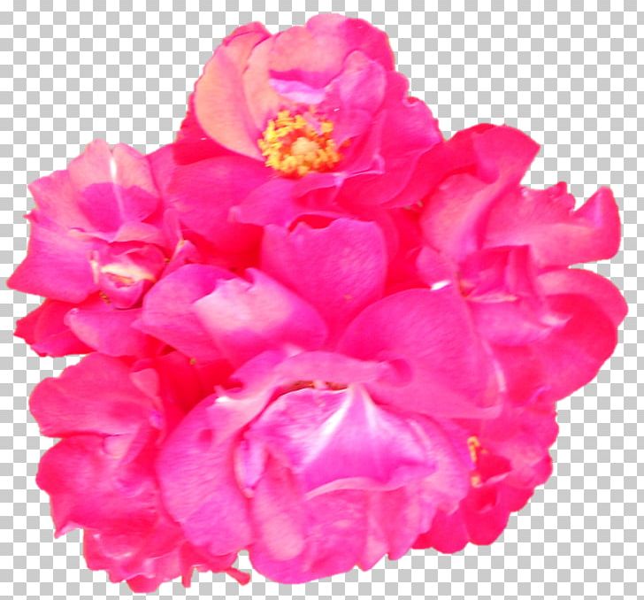 Garden Roses Cabbage Rose Cut Flowers Peony Petal PNG, Clipart, Belur Math, Cut Flowers, Darshan, Flower, Flowering Plant Free PNG Download